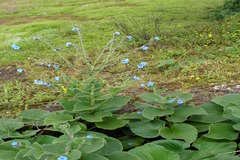 Paracaryum malabaricum